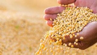 فول الصويا - أرشيفية 