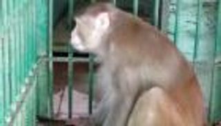 السجن لقرد أدمن الكحول.. قاتل يهدد الجميع