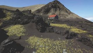 جزيرة سورتسي الآيسلندية