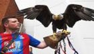 كايلا.. حكاية نسر من هوليوود إلى الدوري الإنجليزي