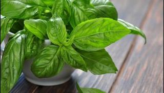 فوائد صحية واستخدامات مذهلة للريحان