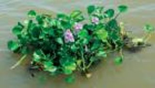 "زهرة النيل" تهدد أنهار العراق وتقتل ثروته السمكية