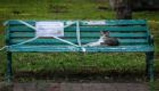 انتقال كورونا من الحيوانات إلى البشر.. العلماء يختلفون