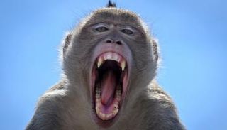 قرد يكشر عن أنيابه بأحد شوارع المدينة التايلاندية