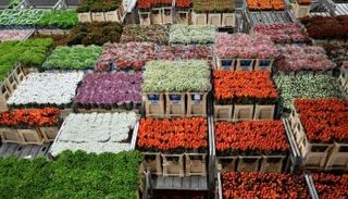 الزهور في هولندا