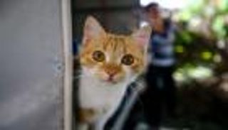 قطة شجاعة تنقذ حياة رجل.. المكافأة شهادة شكر