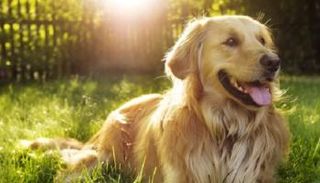 الكلاب تتمتع بذاكرة جيدة 