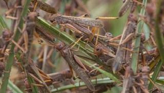 الجراد يغزو مدينة متاخمة للعاصمة الهندية نيودلهي