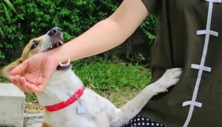 الصين تطور لقاحا جديدا لداء الكلب