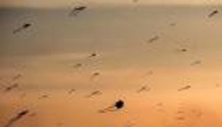 صلاح ومنسي في سماء القاهرة لمحاربة ملل كورونا.. عودة الطائرات الورقية