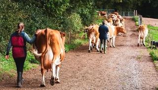  إيطالية تتفرغ لتربية الحمير والأبقار 