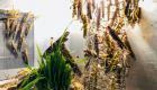 "كباب الجراد" غني بالبروتين ويخلصنا من الآفة.. جديد العلماء