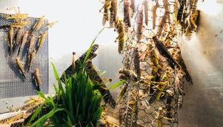 الأسراب المدمرة من الجراد