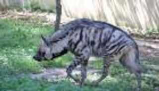 كورونا يعيد حيوانا نادرا بالجزائر بعد غياب 40 سنة