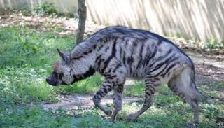 حيوان الضبع المخطط يعود للظهور بغابات الجزائر بعد غياب 40 سنة