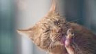 اللعاب القاتل.. وفاة امرأة بـ"لعقة قطة"