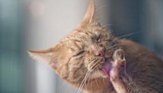 وفاة امرأة بسبب قطة لعقت يدها