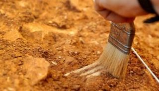 السمكة يتجاوز طولها ستة أمتار