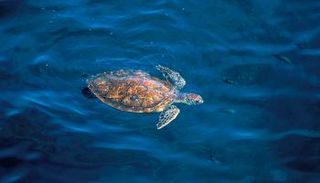 الاتفاقية تهدف لتعزيز جهود الحفاظ على الحياة الفطرية في أبوظبي