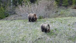 الدببة الرمادية 