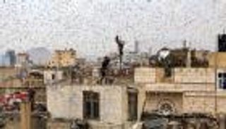 الجراد يفتك بمحاصيل اليمن.. والحوريات الصغيرة "الخطر الأكبر"