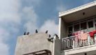 قرود تحتل منازل القرويين بعد طردها من منتجع سياحي