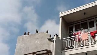 القرود تحتل سطح أحد المنازل