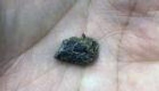 بعد 70 مليون عام.. 14 مليمترا كل ما تبقى من ديناصور "مفترس"