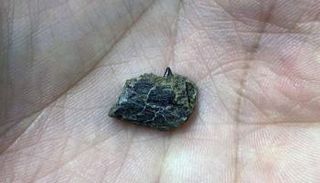 حفرية الديناصور المكتشفة في ألاسكا