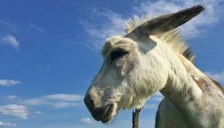 أنثى الحمار "باكويت"