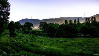 عدد من حشرات سراج الليل في متنزه تاتسونو الياباني