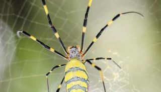 حرير العنكبوت أخف في الوزن وأقوى في الصلابة