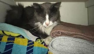 القط اللص أدميرال