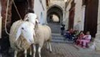 حالتان يسقط عنهما الحرج.. "الفتوى الجزائرية" تحسم جدل أضحية العيد