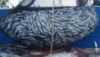 السفن التركية في موريتانيا.. صيد جائر يغتال البيئة البحرية 