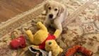 الكلبة "ميرسر" على خط أزمة واشنطن وبكين.. وبومبيو يتبرأ