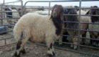 كورونا يصيب موسم الأضاحي بالركود.. البيع "أونلاين" في مصر