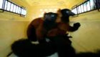 ولادة نادرة لتوأم من فصيلة ليموريات المهددة بالانقراض  