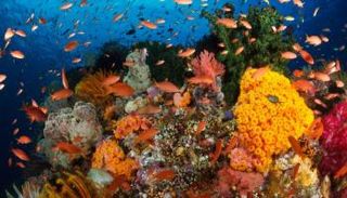 الأسماك تواجه مجموعة متنوعة من العوامل الكيميائية والبيولوجية