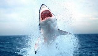 القرش انتزع الطفل من قارب صيد - أرشيفية