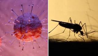 البعوض لا ينقل كورونا