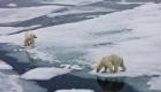 الدببة القطبية تواجه خطر الانقراض بحلول 2100