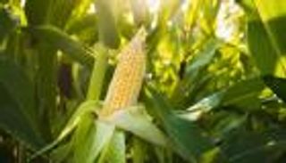 خنفساء المليار دولار تهاجم المزارعين.. والحل من العصور الوسطى