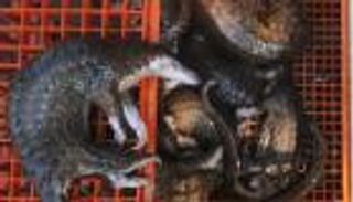 كيف يواجه اقتصاد العالم الأوبئة حتى 2030؟.. الفاتورة تريليونية