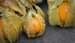 الحرنكش يساعد على انخفاض ضغط الدم