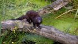 كورونا ينفذ مذبحة في إسبانيا.. أمر قتل لـ92 ألف حيوان