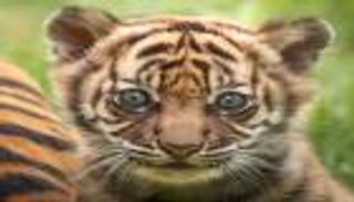 ولادة نمر سومطري "نادر جدا" في بولندا