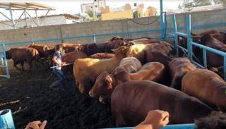 تجار الأضاحي في غزة يشكون من الركود