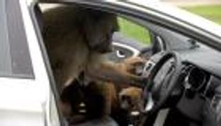 قرود مسلحة بمتنزه بريطاني.. وحراس يشتبهون في الزوار