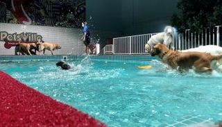 أكوابارك للكلاب في دبي